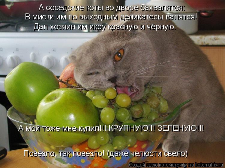Котоматрица - А соседские коты во дворе бахвалятся:  В миски им по выходным деликате