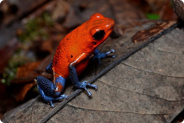 Oophaga pumilio