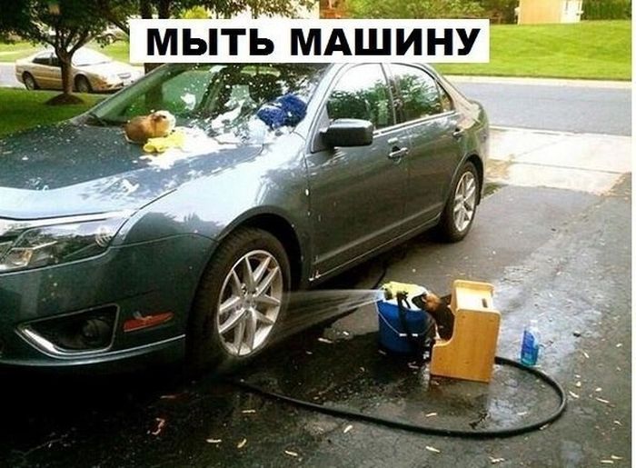 Морская свинка - не только милый, но и полезный домашний питомец