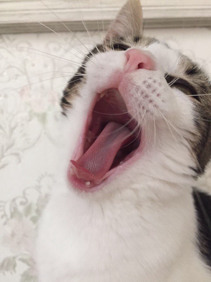 Я-то знаю, ну просто чувствую, что я - кошка необычная! Я-то знаю, ну просто чувствую, что я - кошка необычная!