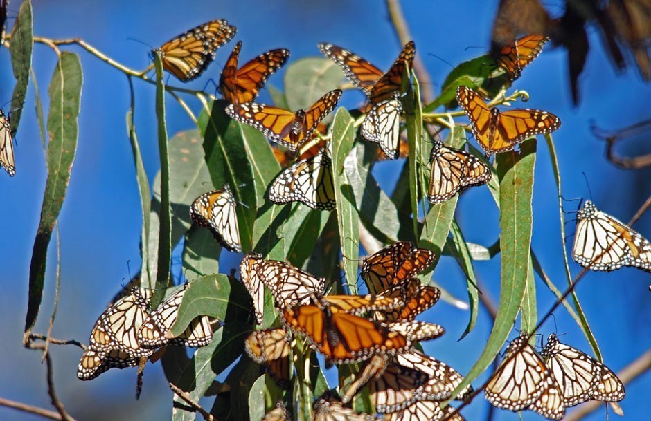 butterfly01 Миграция бабочек   монархов