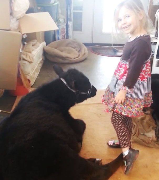 Эта симпатичная 5-летняя девочка привела домой весьма неожиданного гостя девочка привела домой теленка, теленок в доме