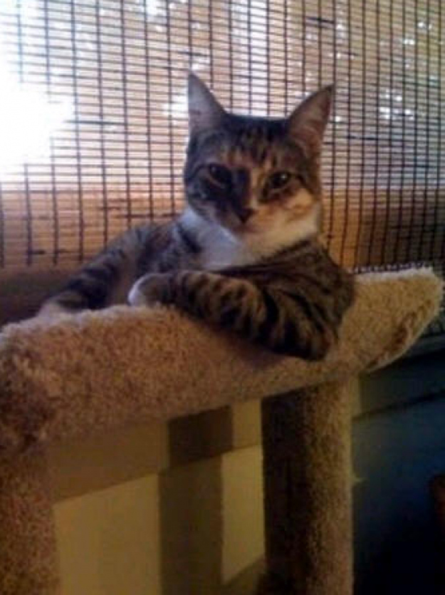 animals 24 � ��� ����������� ������