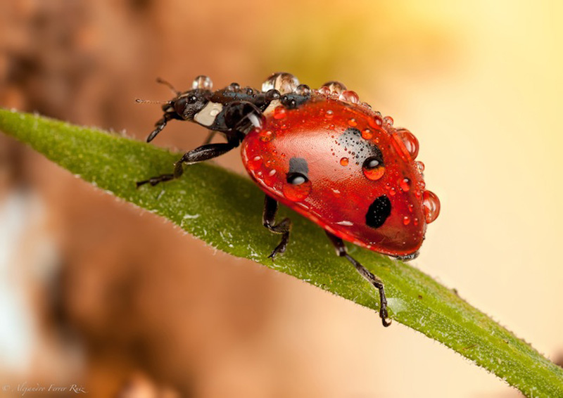Ladybugs 5     