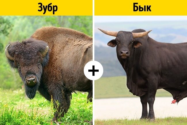 Помеси животных, о существовании которых вы не догадывались