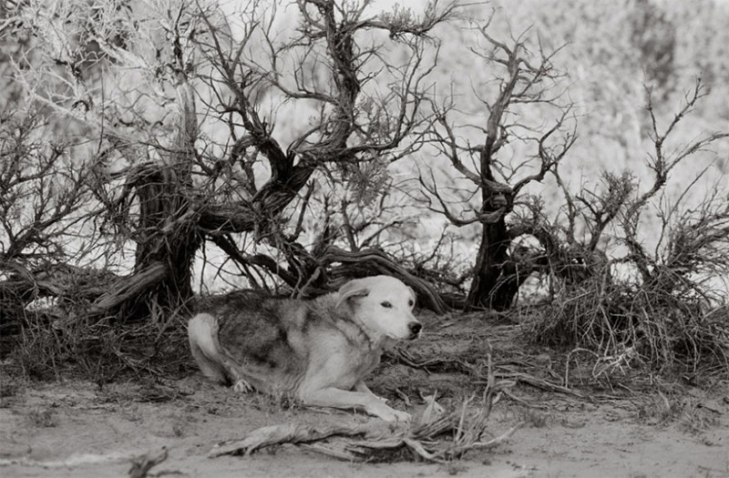 Спрингфезер (17 лет) собаки, фото собак, фотографии животных