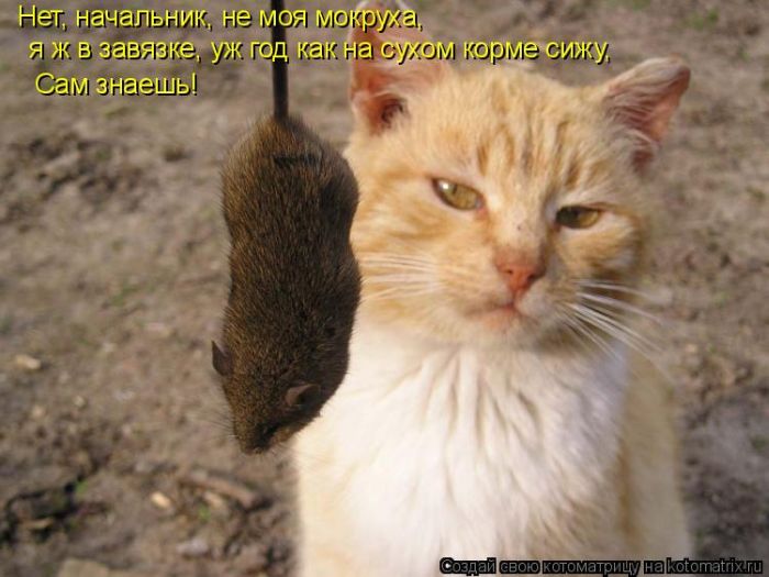 Лучшие котоматрицы недели (50 фото)