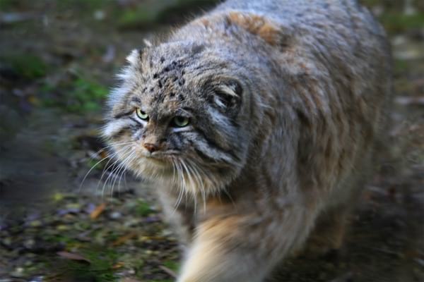 Старушка и представить не могла, какого кота она подобрала на улице и спасла! Старушка и представить не могла, какого кота она подобрала на улице и спасла!