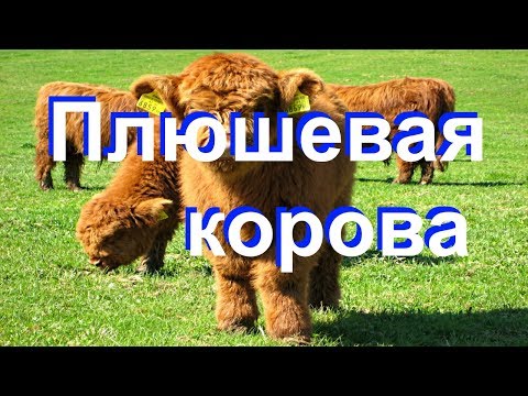 Плюшевая корова Плюшевая корова