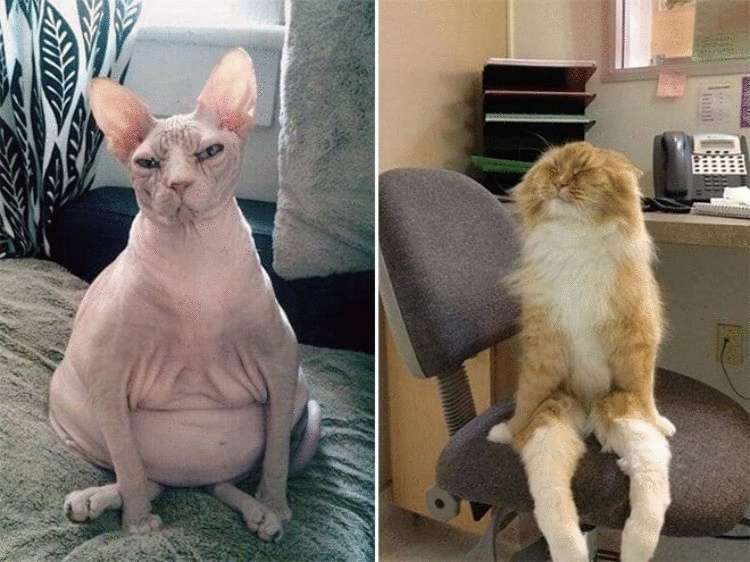 Смешные кошки, которые разучились сидеть по-кошачьи Смешные кошки, которые разучились сидеть по-кошачьи