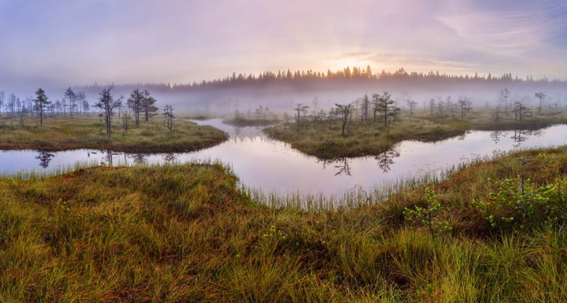 Болота ленинградской области, которые поражают своей красотой болото, природа, фотографии