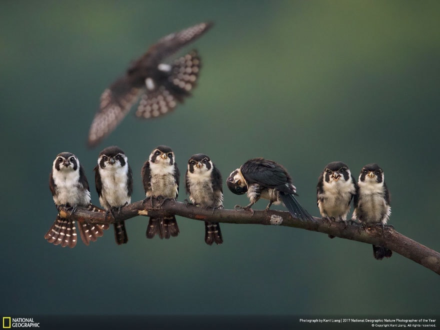 33 fotos, que a revista National Geographic chamou as melhores fotos de vida selvagem de 2017