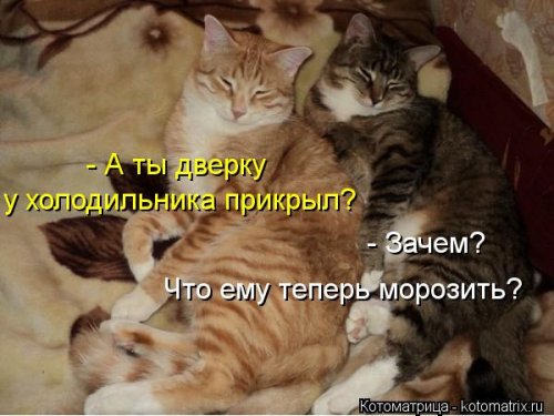 Новый сборник свежих котоматриц (30 шт)