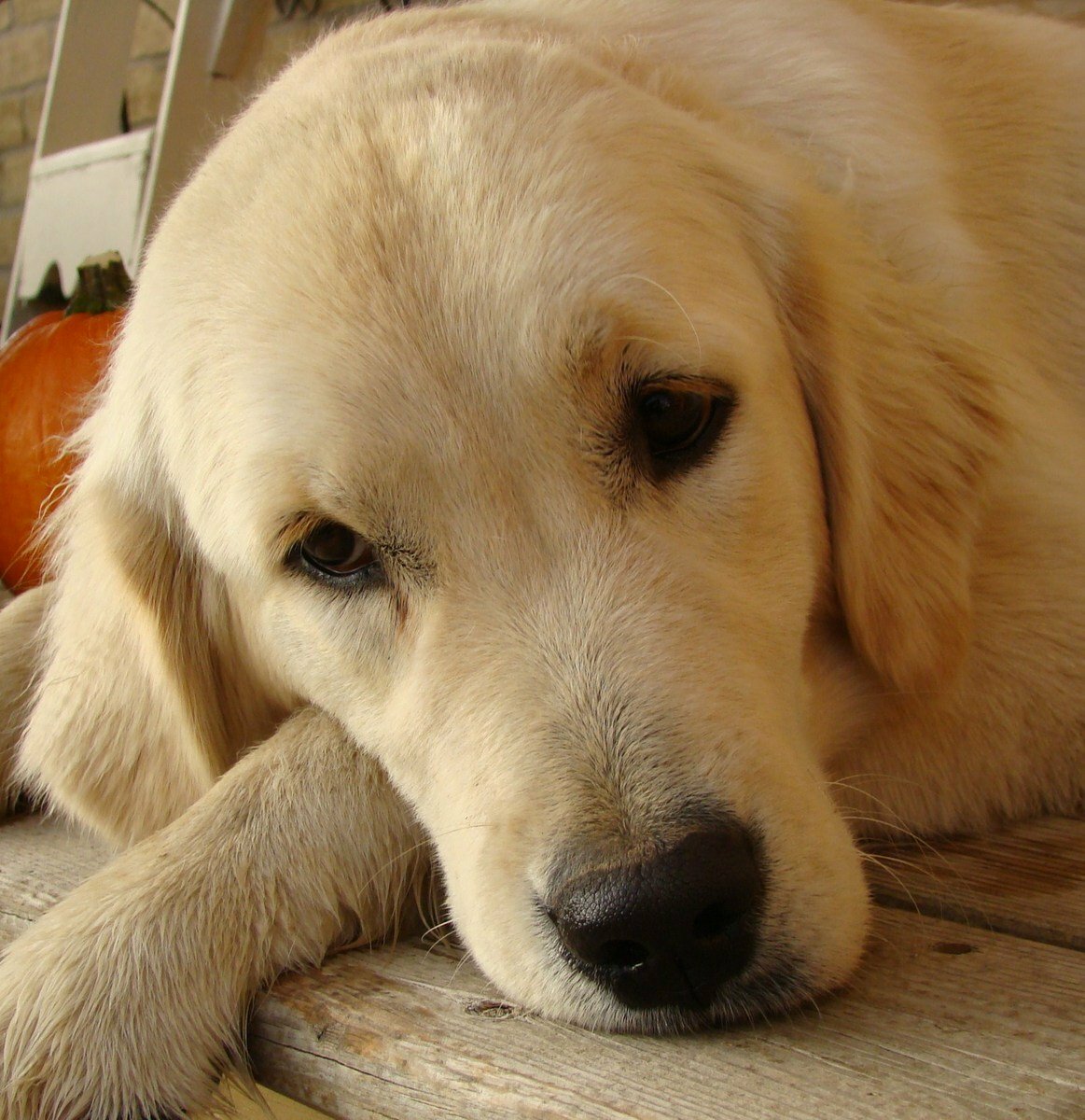 https://images.freeimages.com/images/large-previews/8a6/puppy-eyes-1363241.jpg