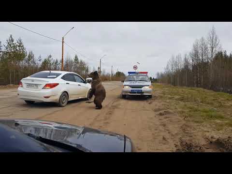 Медведь ломится в машину ДПС в Печоре Медведь ломится в машину ДПС в Печоре