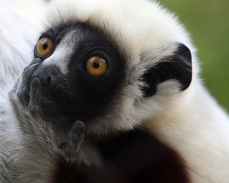 animals 171 � ��� ����������� ������