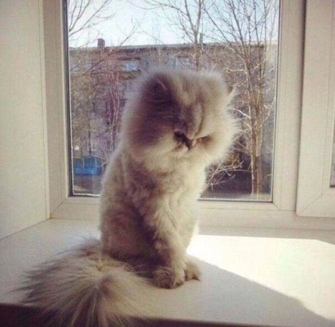 Именно так и выглядит обида) Именно так и выглядит обида)