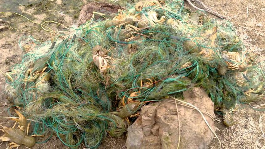 Раки, рыбалка, рецепт, блюдо, кухня