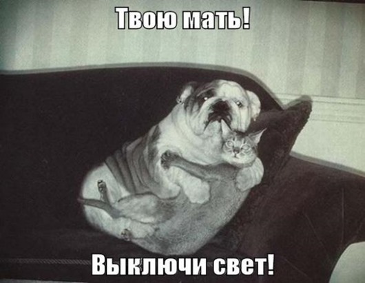 Котоматрицы великолепные, каждая с доброй улыбкой!!!