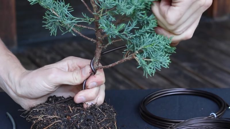 Бонсай из хвойного деревца — реально сделать своими руками