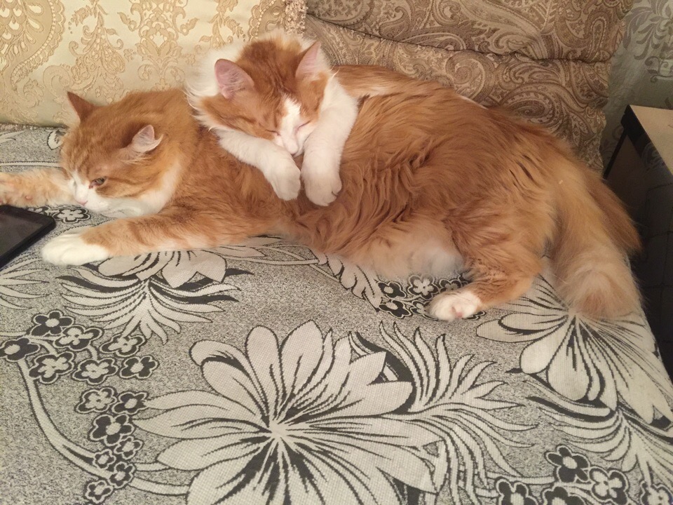 коты стали домашними два кота на диване