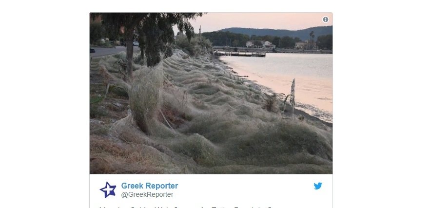 Нашествие пауков: побережье Греции покрыто густой паутиной