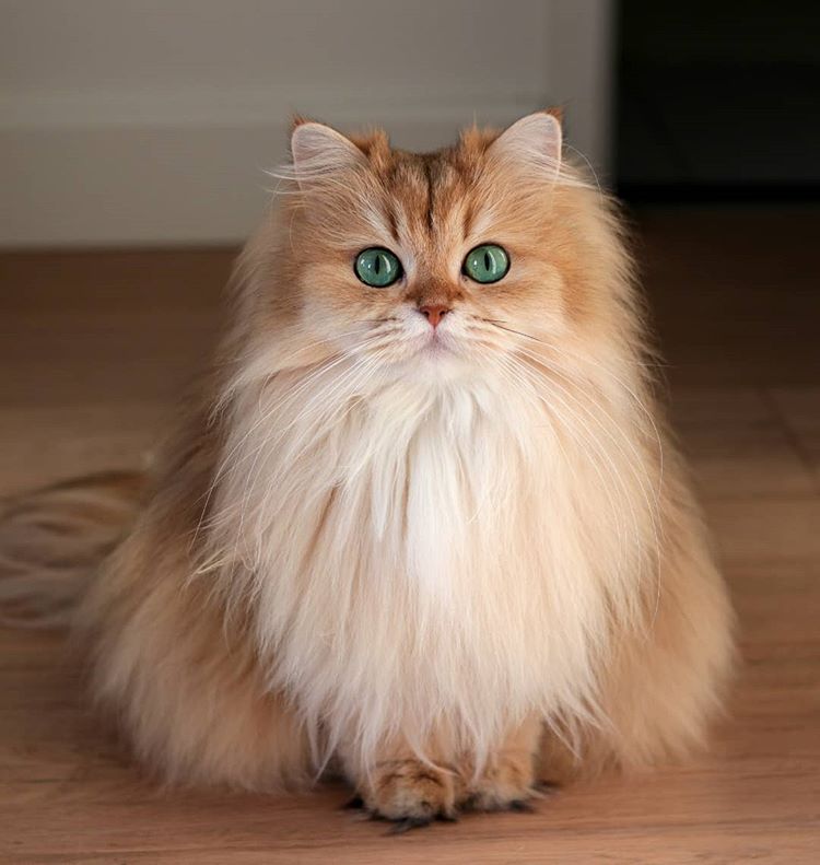 30 животных, которых природа разрисовала с юморком 30 животных, которых природа разрисовала с юморком