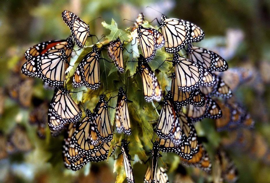 butterfly17 Миграция бабочек   монархов