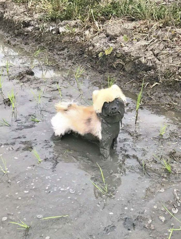 После прогулки с любимым псом...