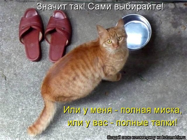 Анекдоты про котёнка Анекдоты про котёнка