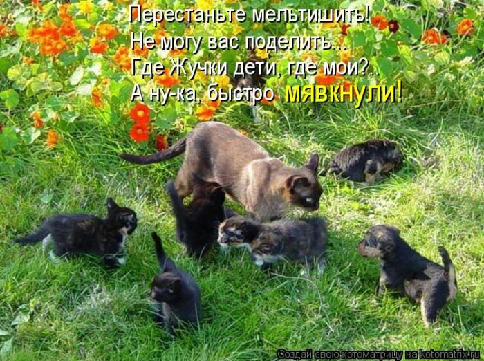 Лучшие котоматрицы недели (50 фото)