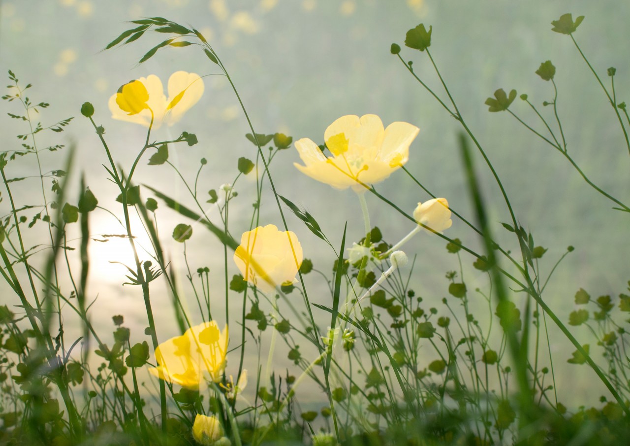 Лучший садово-парковый фотограф в конкурсе International Garden Photographer of the Year 2018