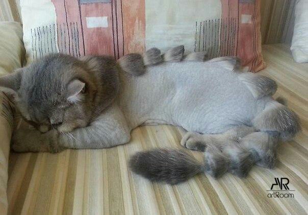 стрижки для котов