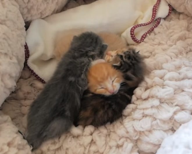 Котята спят Четыре котенка