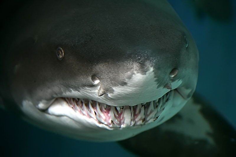 Великолепные моменты из мира животных (60 фото) Великолепные моменты из мира животных (60 фото)