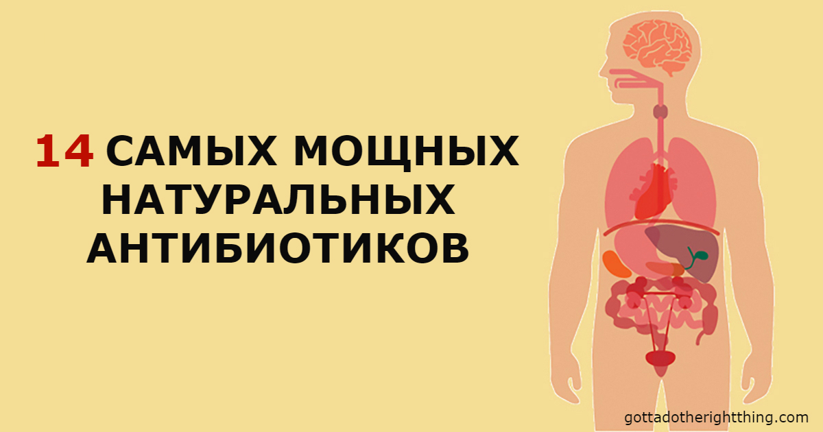 14 антибиотиков, которые есть в природе и которые защитят от 90% болезней 14 антибиотиков, которые есть в природе и которые защитят от 90% болезней