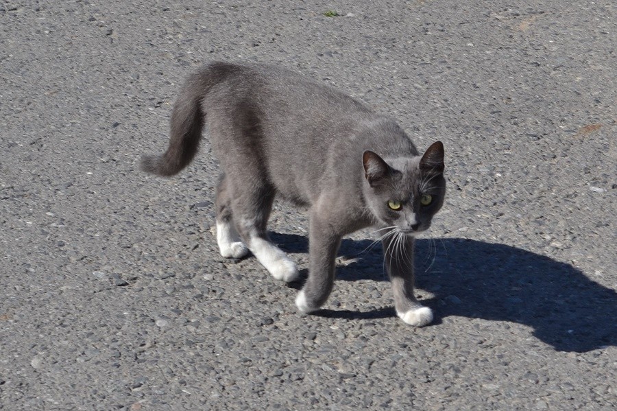 Зачем нужен кот?