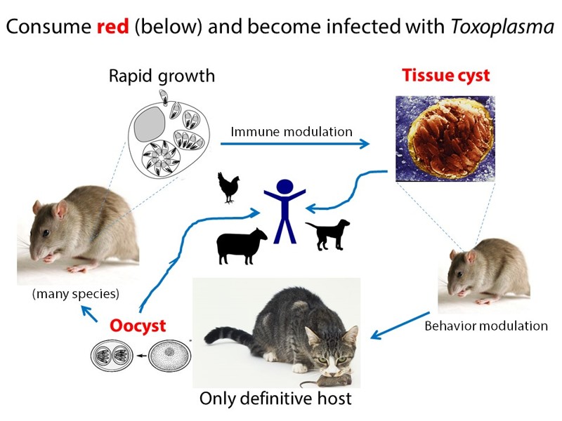 2. Toxoplasma gondii 2. Toxoplasma gondii выживание, жизнь, паразиты, природа, смерть