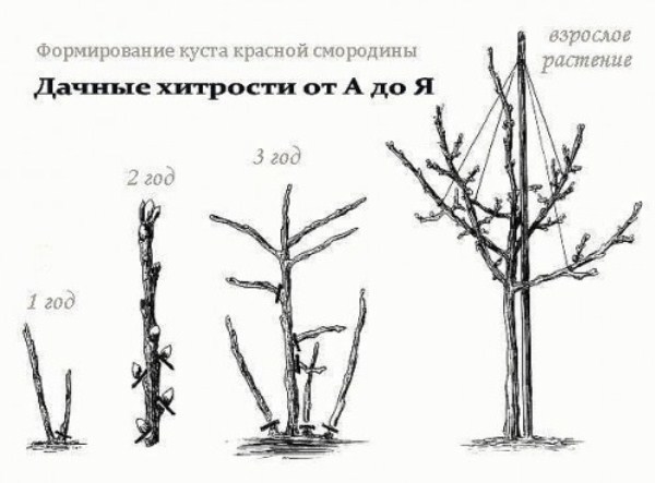 Как правильно вырастить штамбовую смородину? Как правильно вырастить штамбовую смородину?