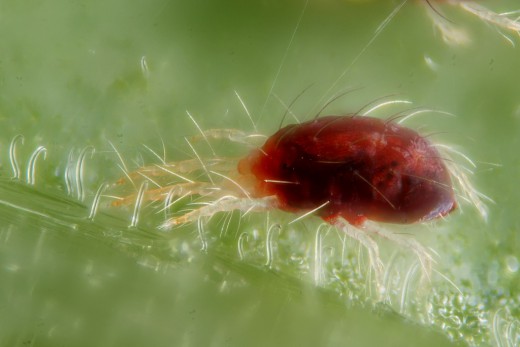 Паутинный клещ (Red spider mite)