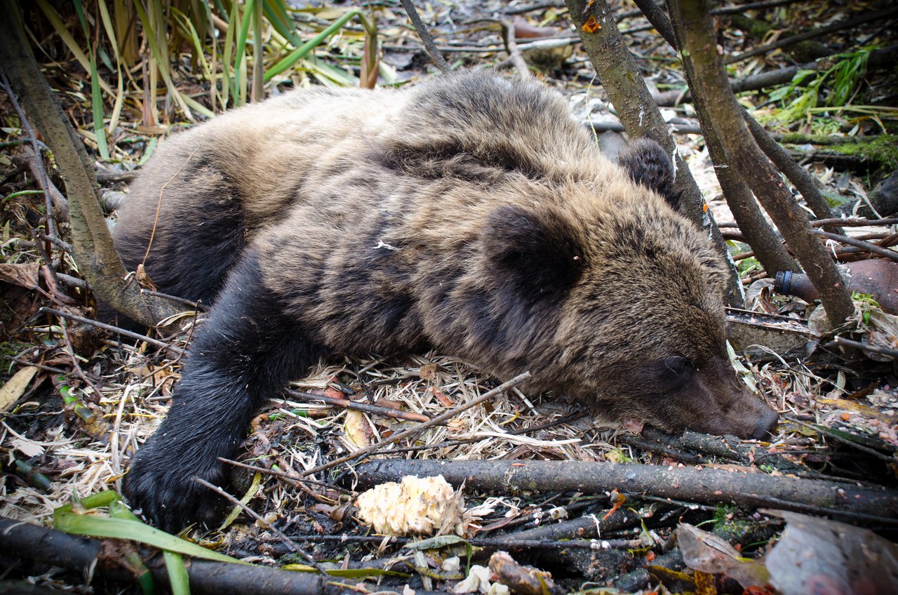 самые большие убитые медведи фото