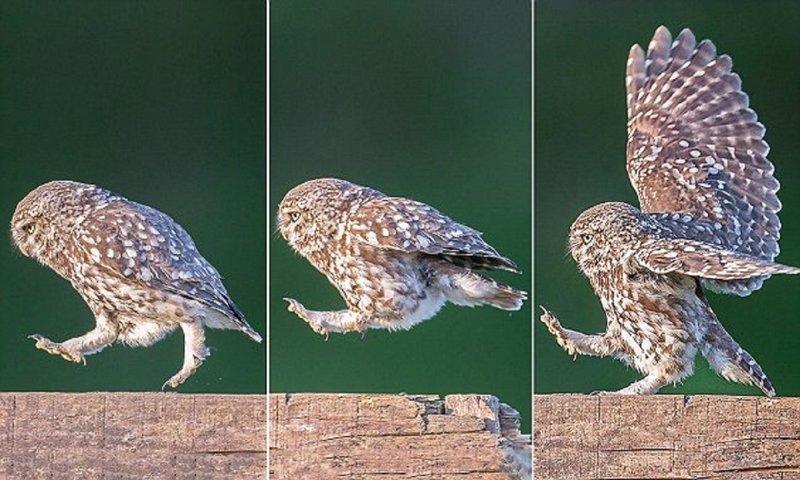 Фотограф сумел подловить сову на необычном развлечении Фотограф сумел подловить сову на необычном развлечении Ланкашир, животные, забавно, птицы, редкие снимки, смешная сова, сова, фотограф-анималист