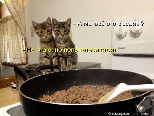 Котоматрицы, которые скрасят улыбкой ваш сегодняшний день!