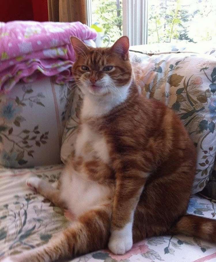 Смешные кошки, которые разучились сидеть по-кошачьи Смешные кошки, которые разучились сидеть по-кошачьи