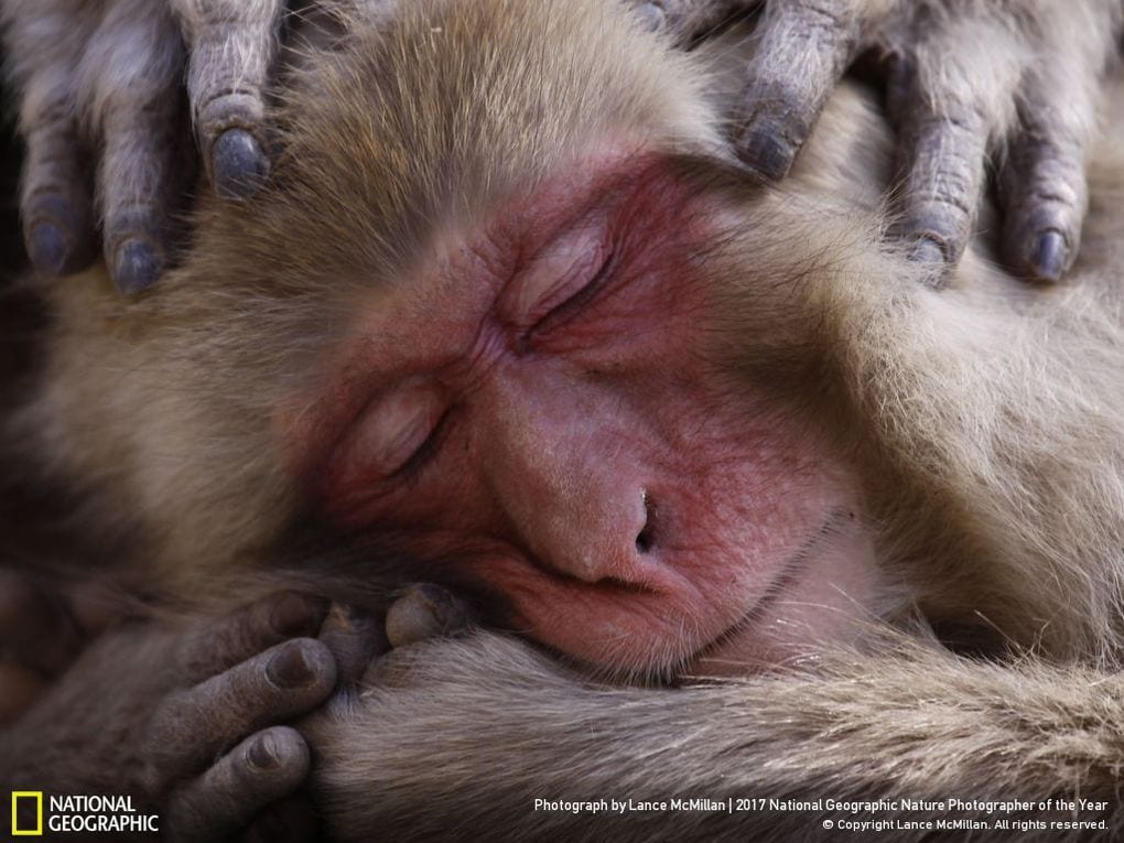 33 fotos, que a revista National Geographic chamou as melhores fotos de vida selvagem de 2017