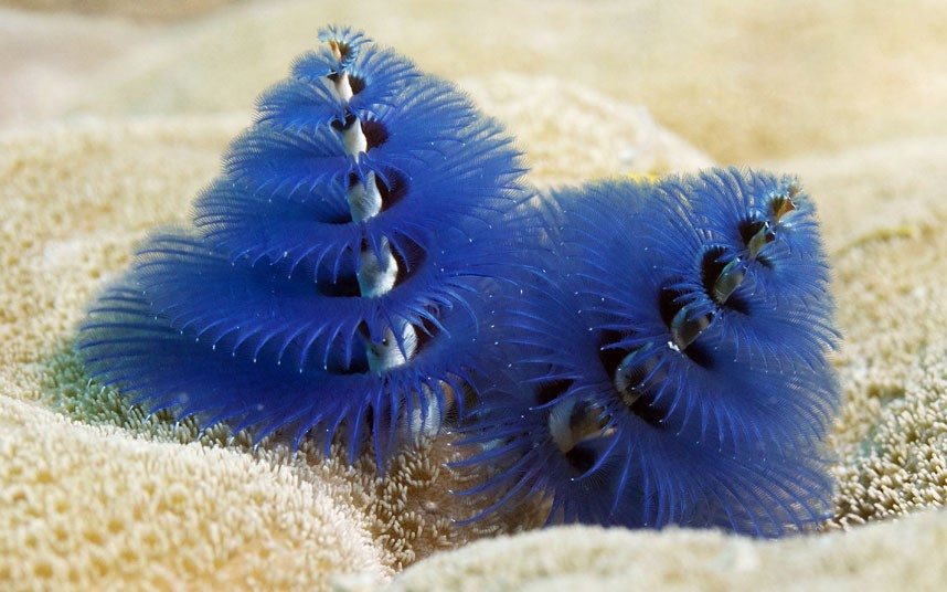 Explore coral reefs 10 Коралловые рифы в фотографиях