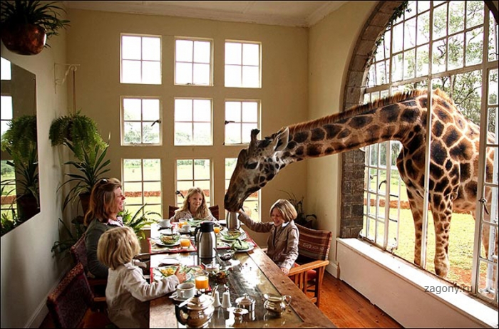 Отель “Поместье жирафа” (20 фото)