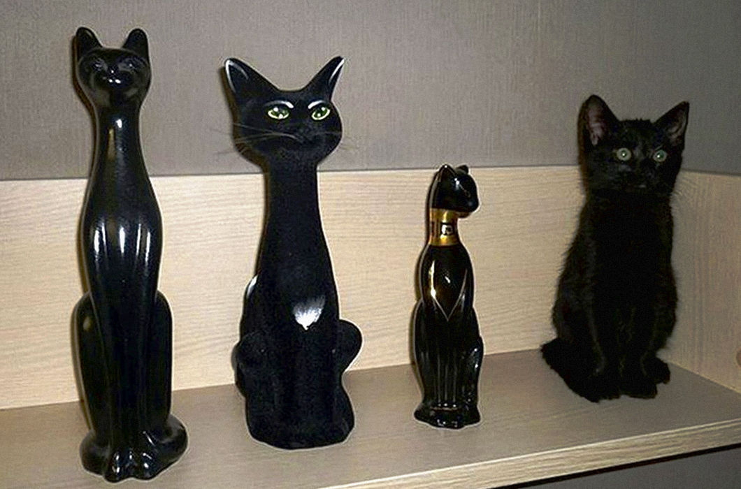 Животные, которые плохо спрятались