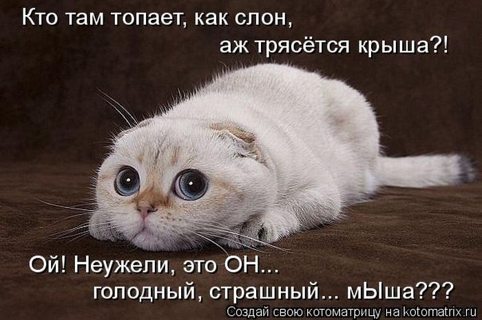 Лучшие котоматрицы недели (50 фото)