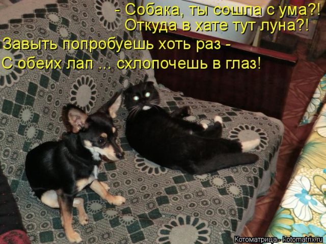 Смешные котоматрицы)) Смешные котоматрицы))